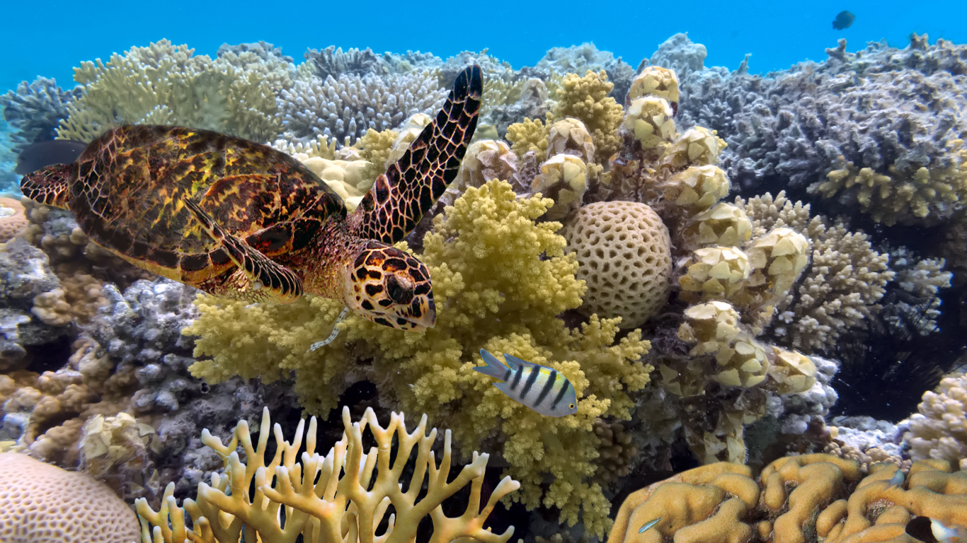 The Great Barrier Reef Urgently Needs Your Support - Here's How You Can Help!