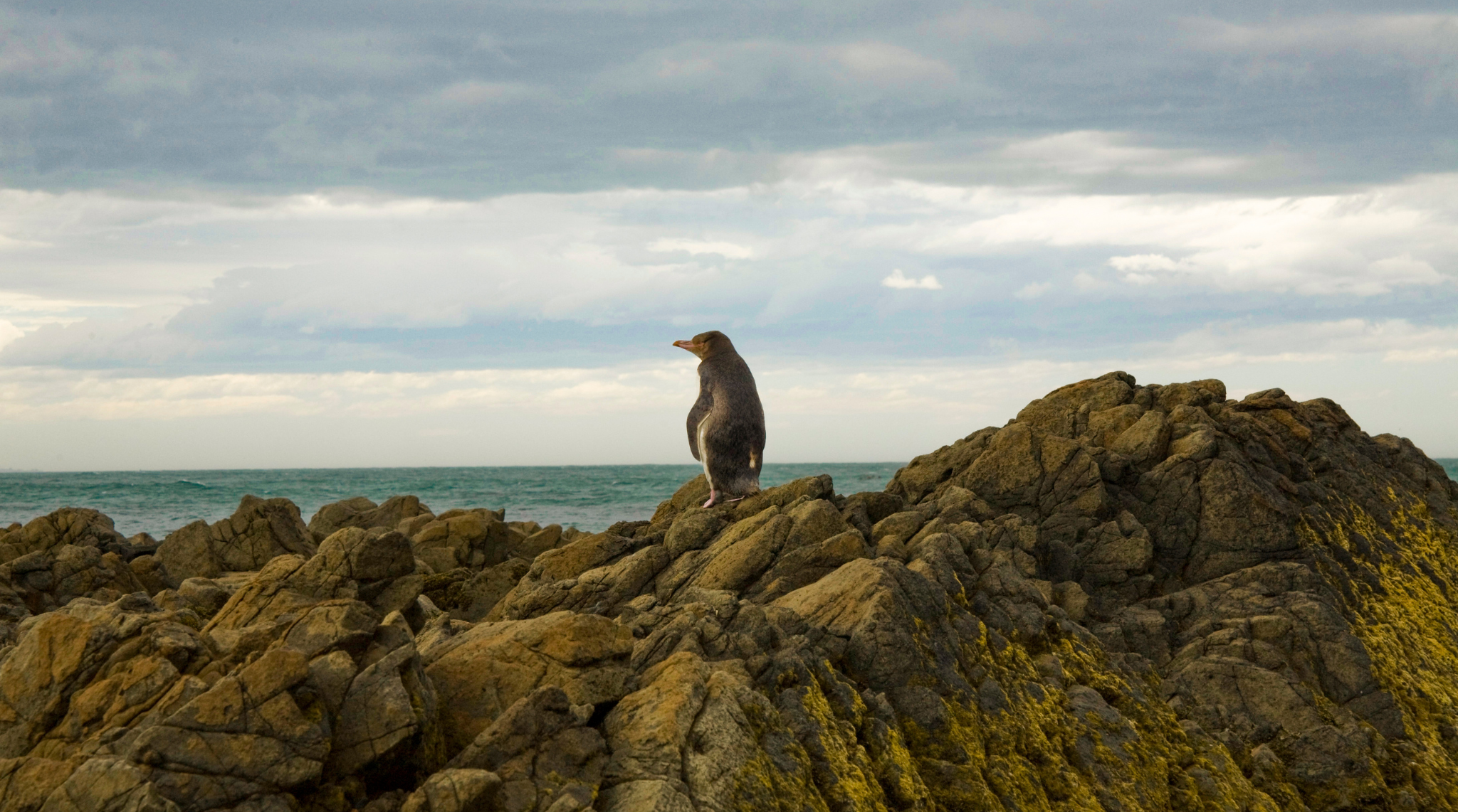 Five Unmissable Wildlife Adventures in New Zealand