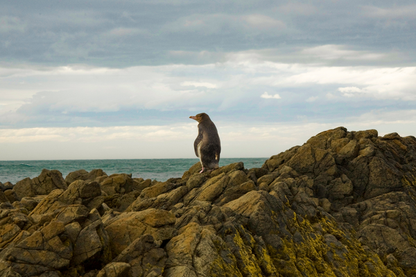 Five Unmissable Wildlife Adventures in New Zealand